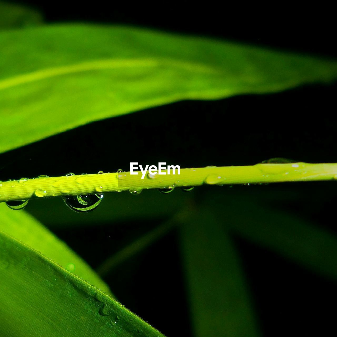 Close-up of water drops on plant