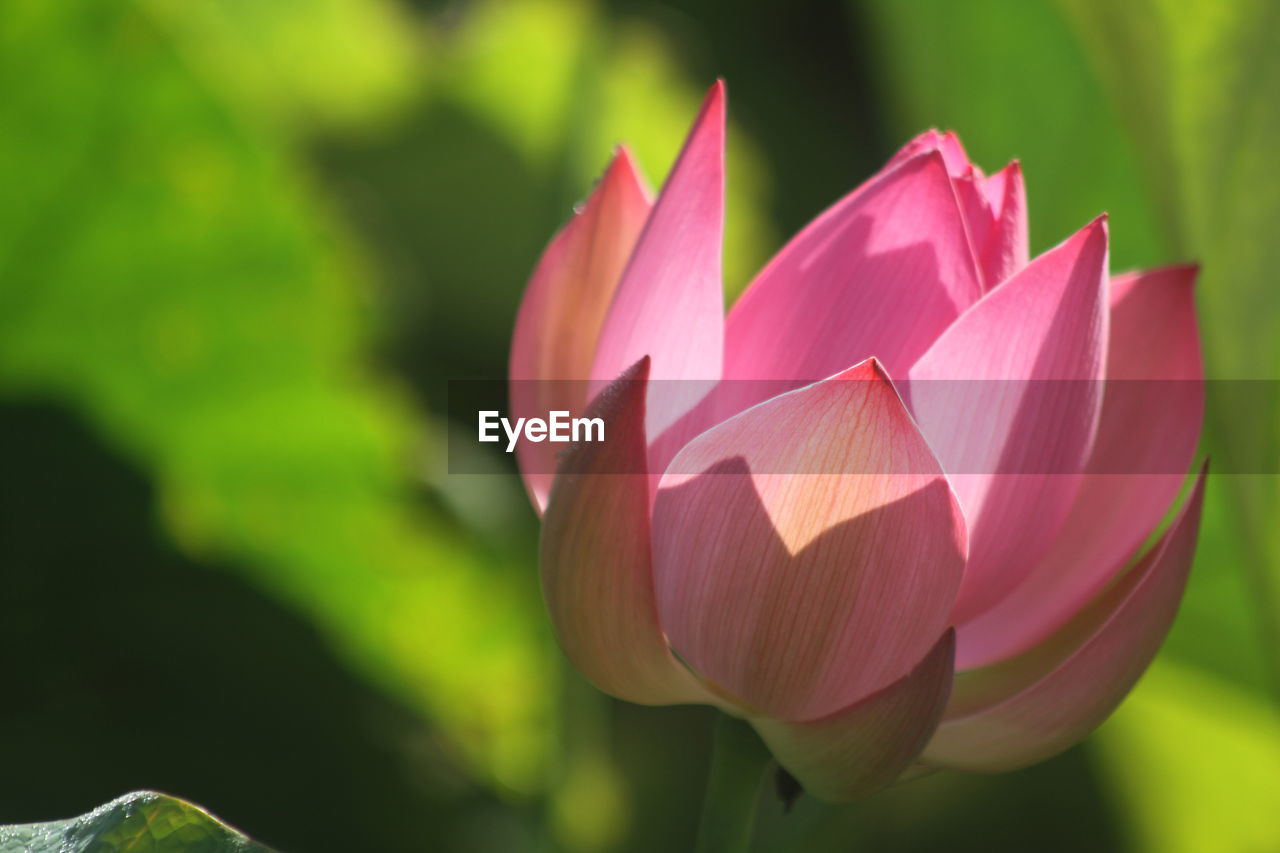 flower, flowering plant, plant, aquatic plant, freshness, beauty in nature, pink, close-up, nature, petal, proteales, fragility, leaf, plant part, water lily, flower head, inflorescence, no people, focus on foreground, lotus water lily, macro photography, growth, outdoors, pond, water, sunlight, springtime, lily, day, green, plant stem, vibrant color, tulip, bud