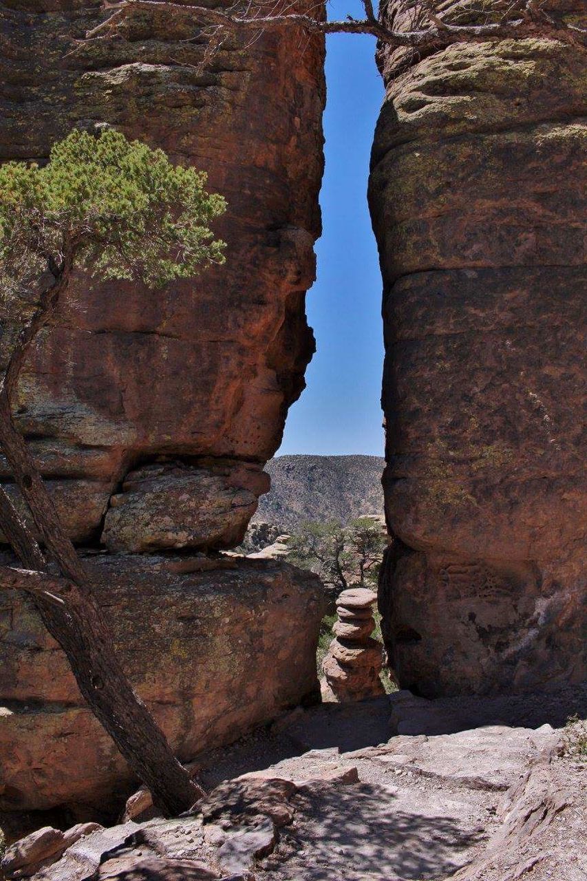 Tree against rock formation in desert