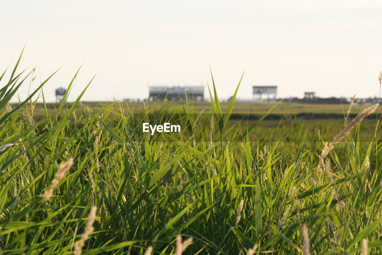 Scenic view of grassy field against sky