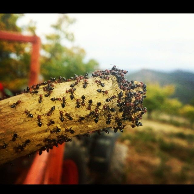 CLOSE-UP OF TREE TRUNK AGAINST BLURRED BACKGROUND