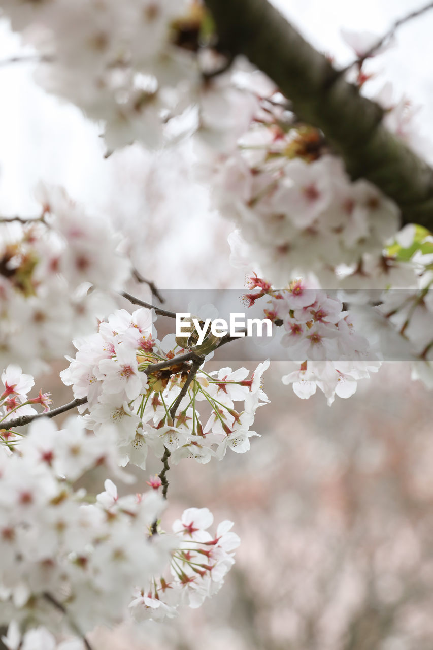 CLOSE-UP OF PINK CHERRY BLOSSOMS