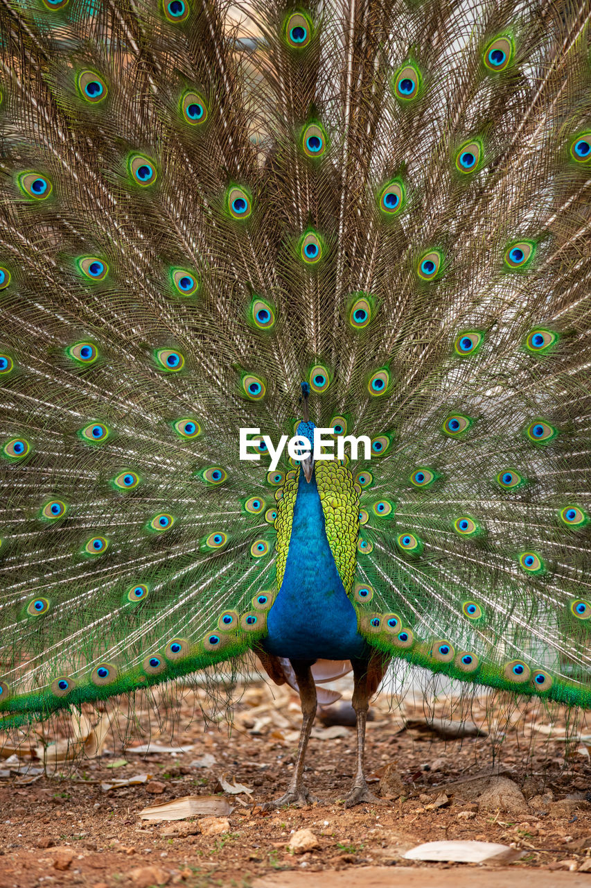 PEACOCK WITH FEATHERS