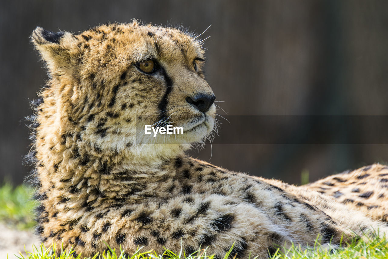 Close-up of cub on sunny day