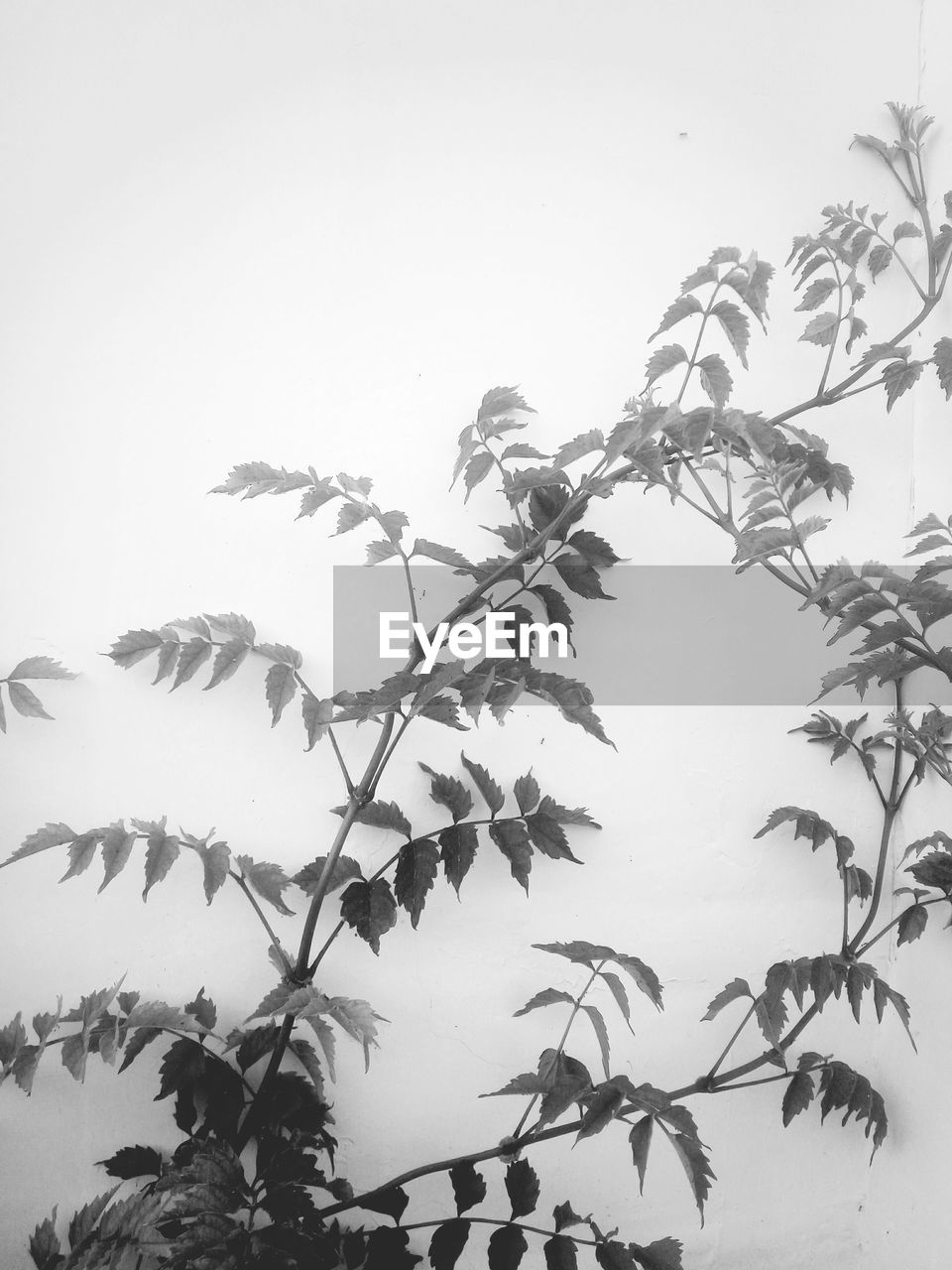 LOW ANGLE VIEW OF PLANTS AGAINST CLEAR SKY