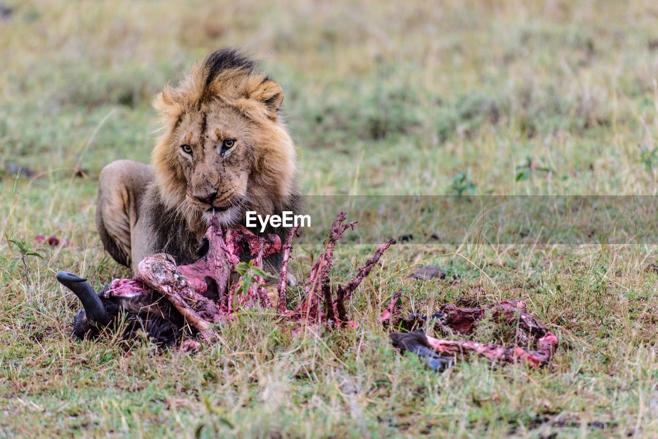 Lion eating dead animal on field