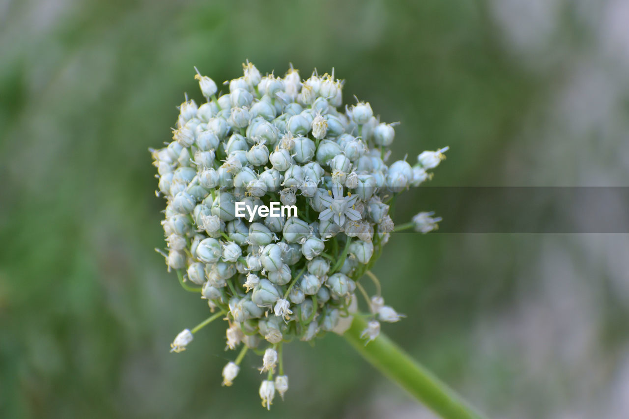 flower, plant, flowering plant, beauty in nature, freshness, nature, close-up, fragility, macro photography, white, flower head, focus on foreground, growth, inflorescence, blossom, no people, petal, springtime, cow parsley, wildflower, produce, outdoors, day, botany, selective focus, food, food and drink