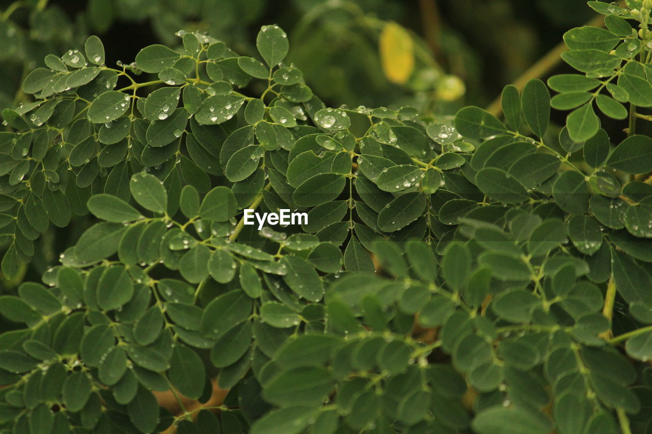 Close up shot of rain water drops on the single or lot of green leafs on the tree in morning