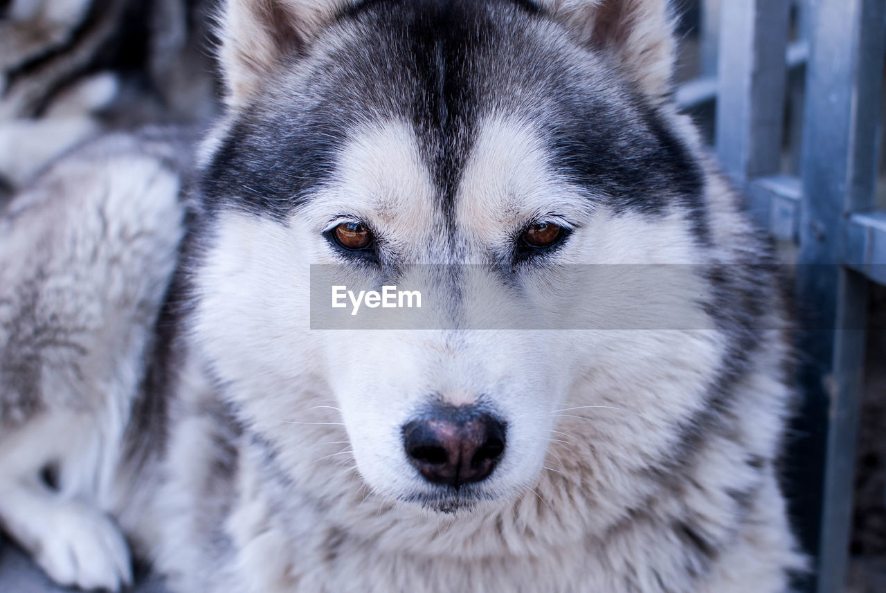 Close-up portrait of siberian husky