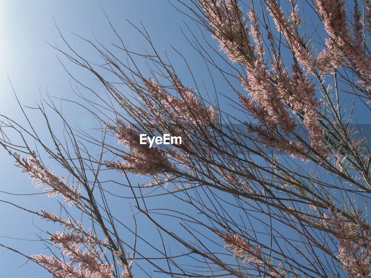 CLOSE-UP LOW ANGLE VIEW OF TREE AGAINST SKY