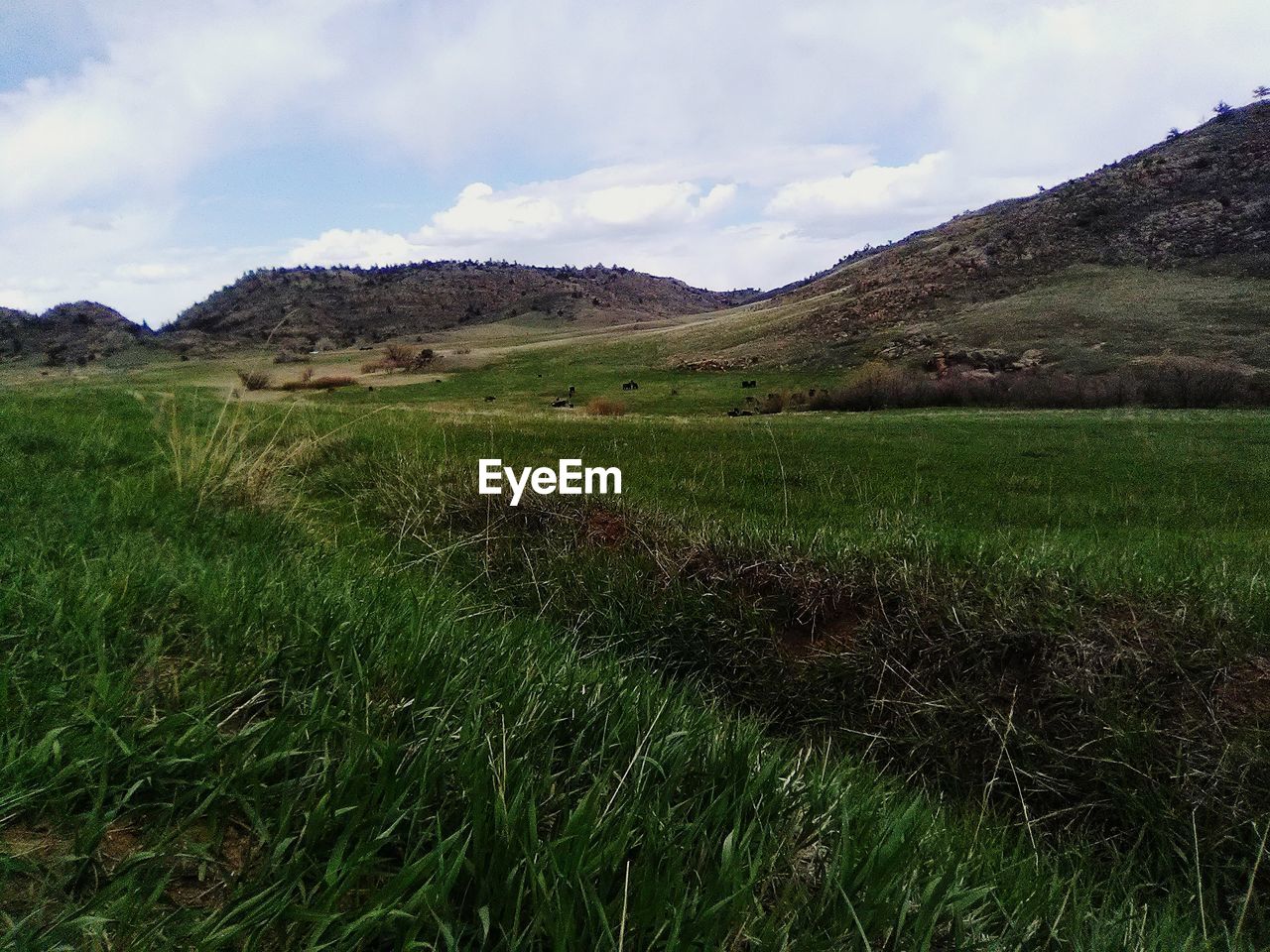 SCENIC VIEW OF GRASSY FIELD AGAINST SKY