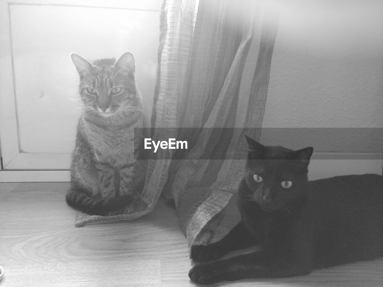 PORTRAIT OF CAT RELAXING ON SOFA