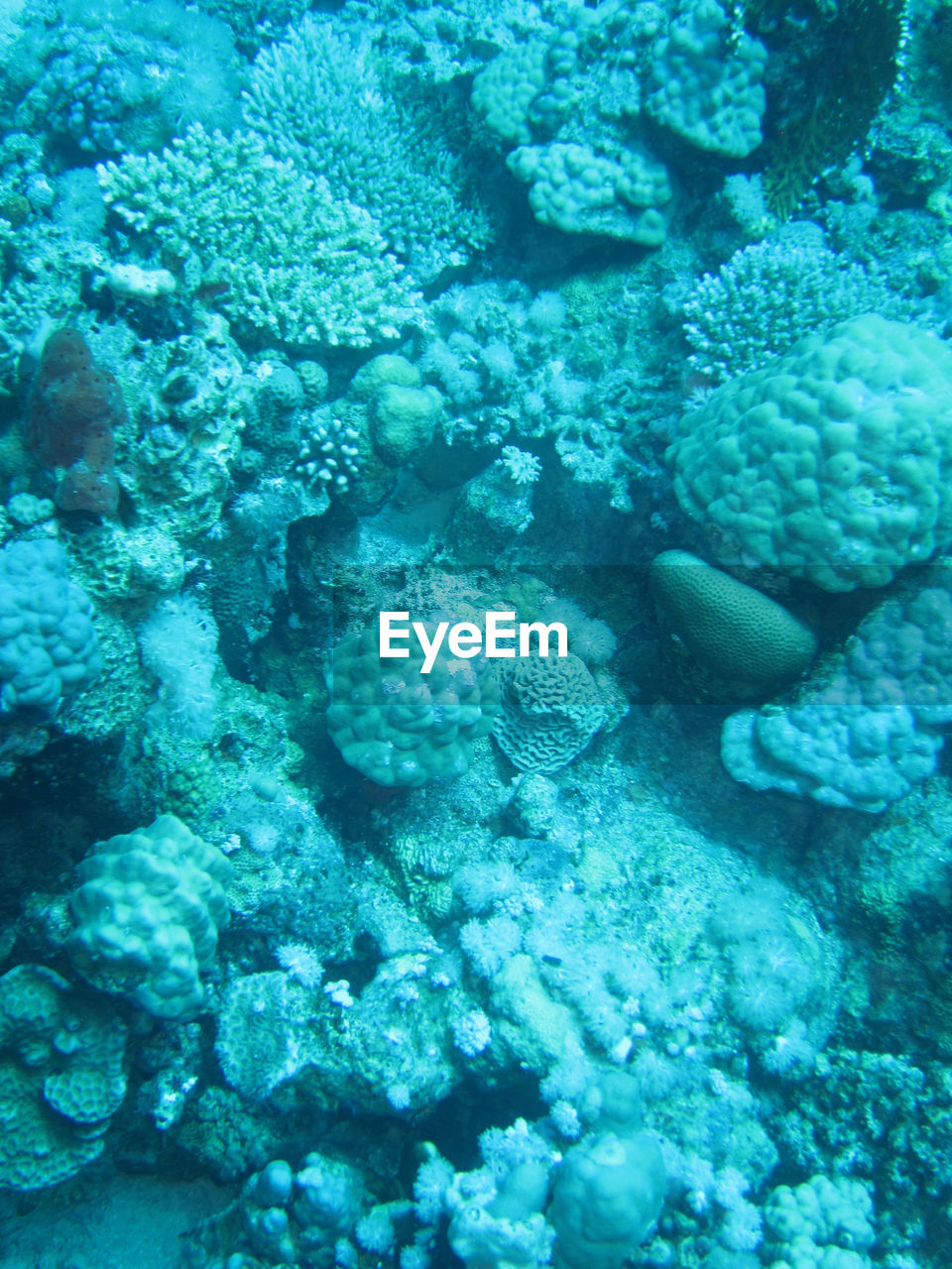 UNDERWATER VIEW OF FISH SWIMMING