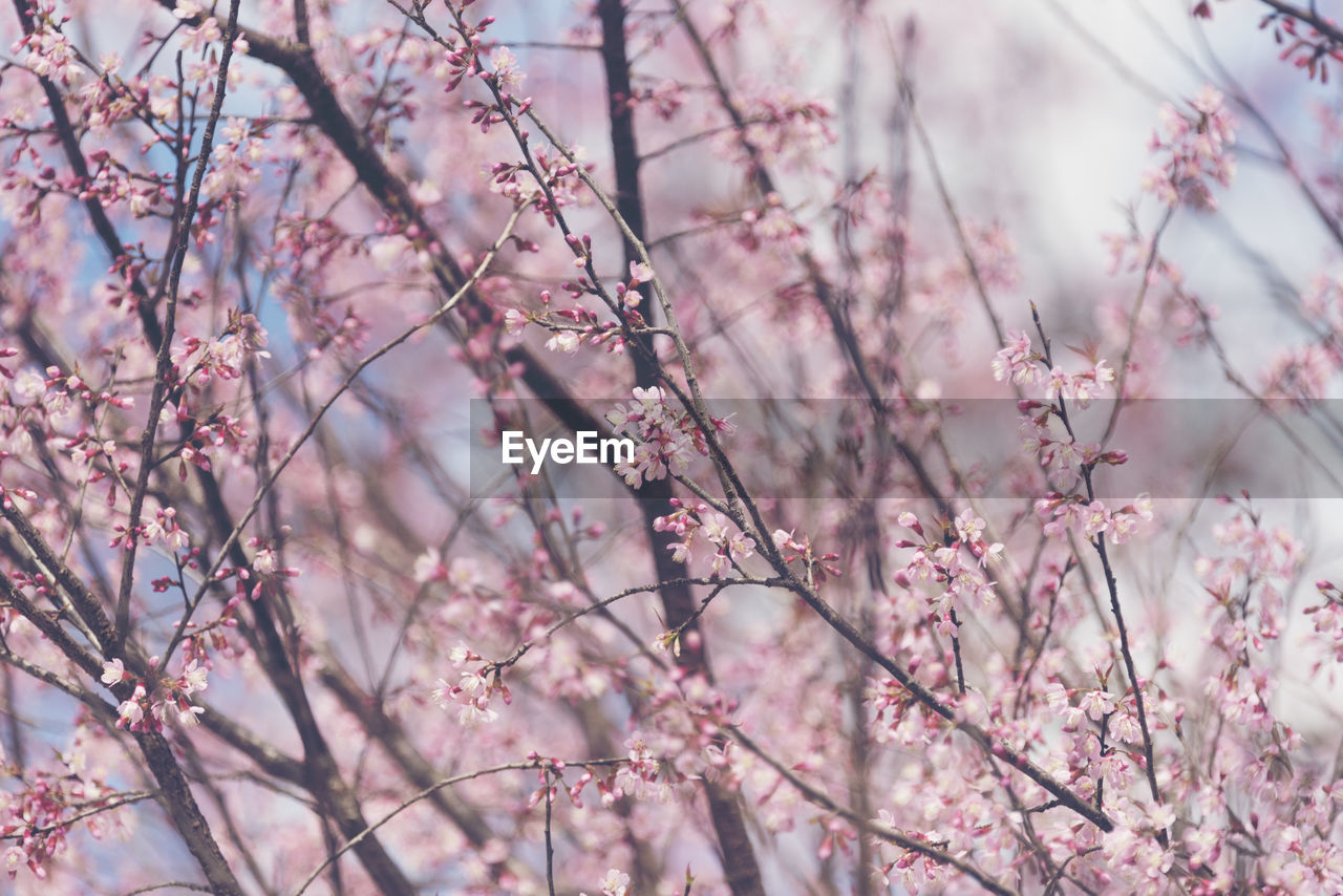 Close-up of pink cherry blossoms in spring