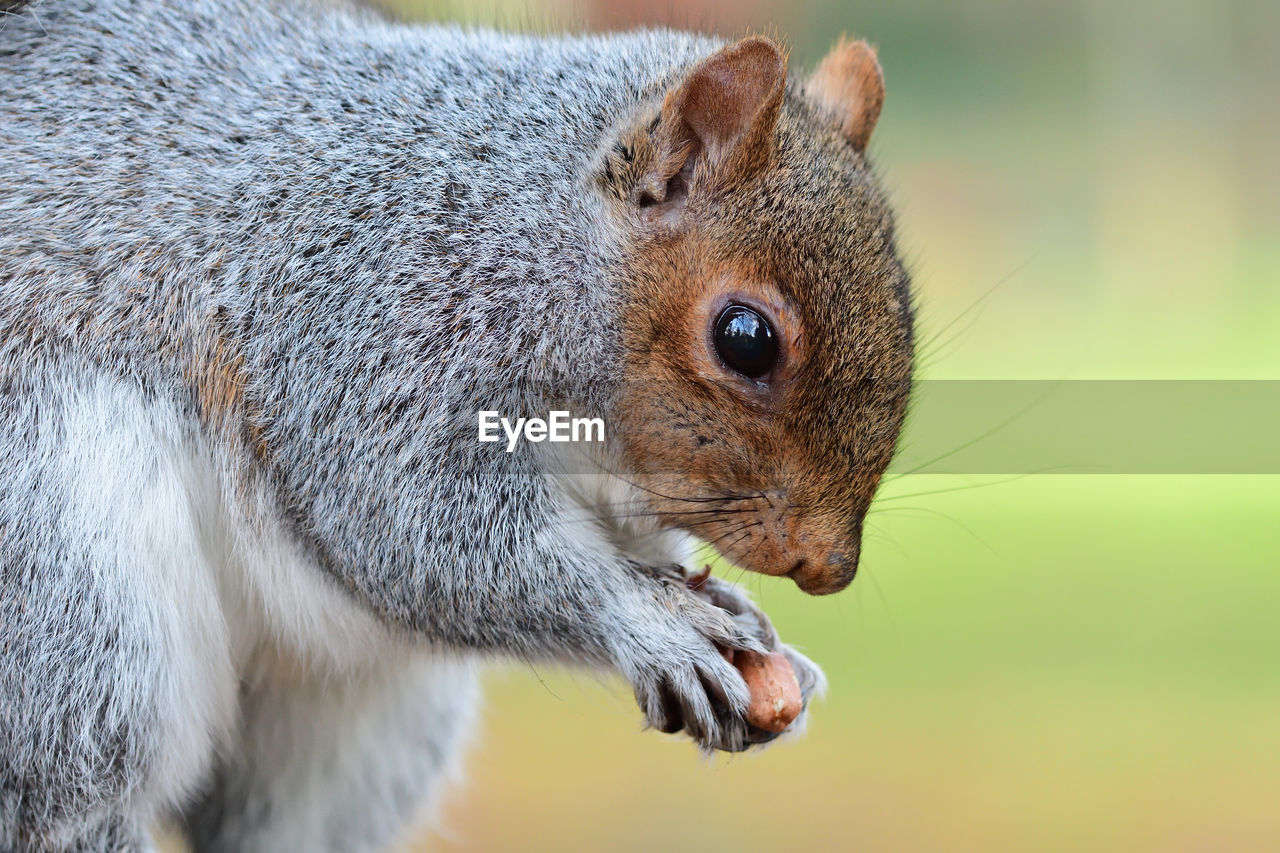 Close-up of squirrel holding food