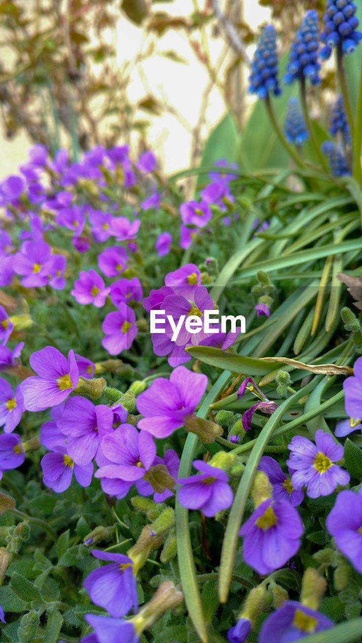 CLOSE-UP OF FLOWERS BLOOMING