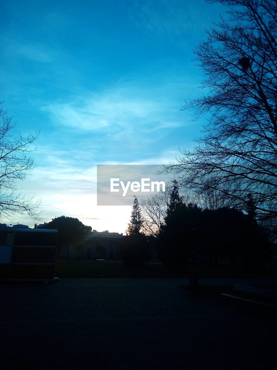 BARE TREES AGAINST SKY