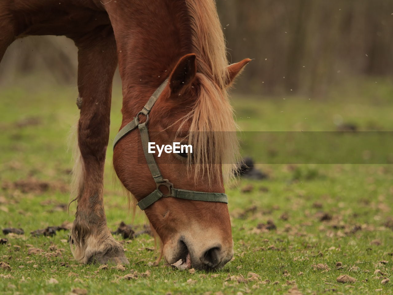 horse, animal themes, animal, mammal, domestic animals, animal wildlife, livestock, pasture, grass, one animal, mane, pet, mare, meadow, mustang horse, grazing, plant, nature, brown, no people, field, animal body part, stallion, land, prairie, agriculture, outdoors, herbivorous, plain, foal, wildlife, portrait, environment, working animal, animal hair, animal head, day, landscape, focus on foreground