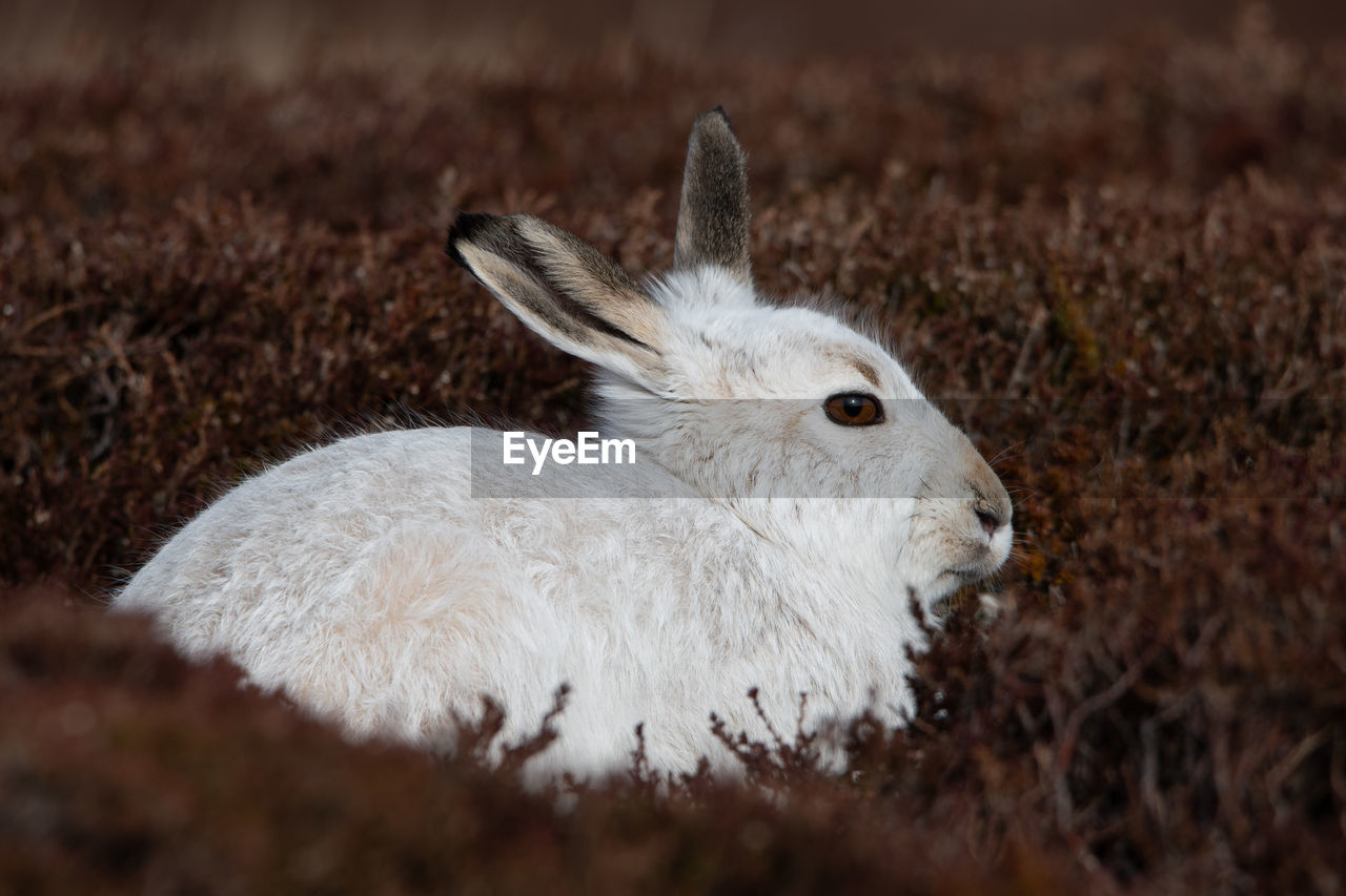 Close-up of rabbit on field