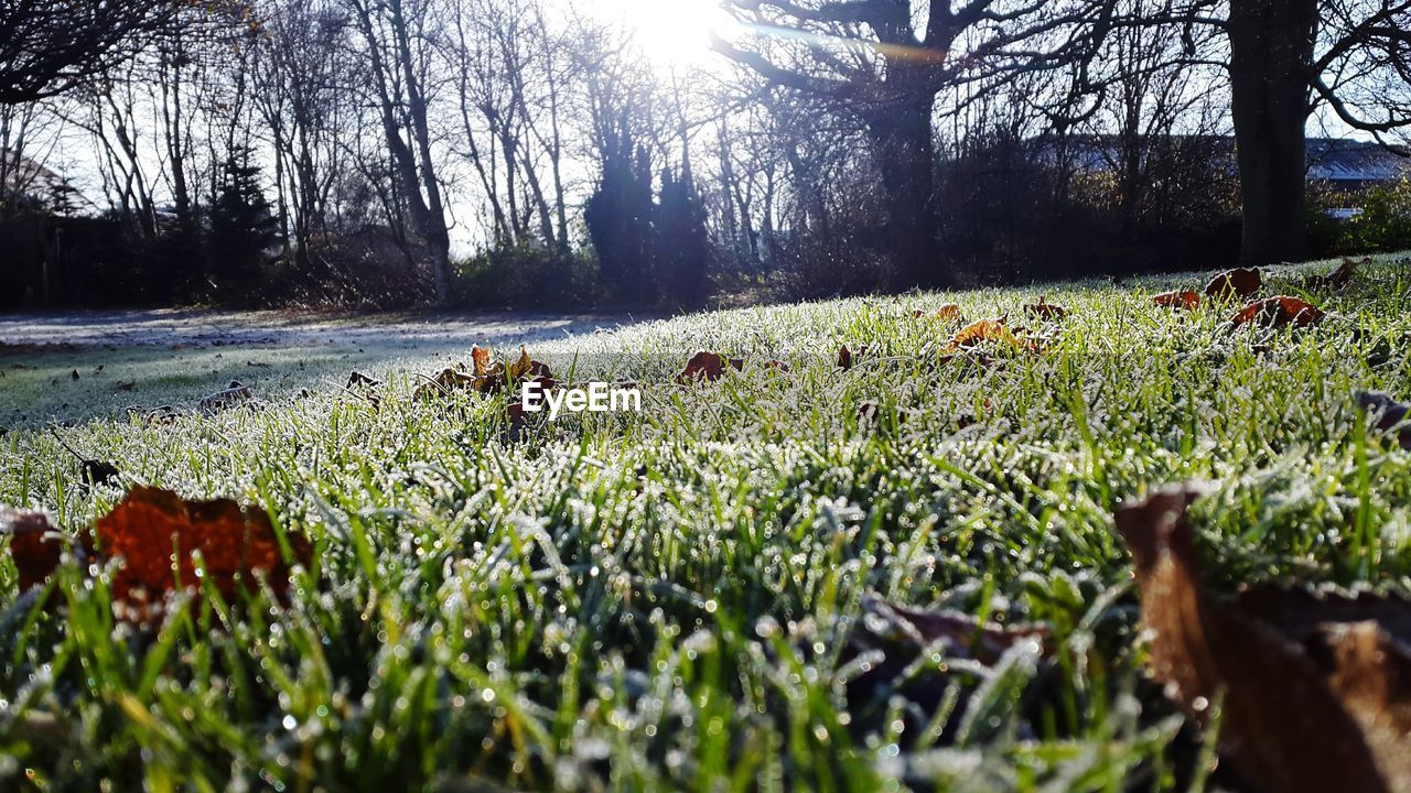 GRASS ON FIELD AGAINST TREES