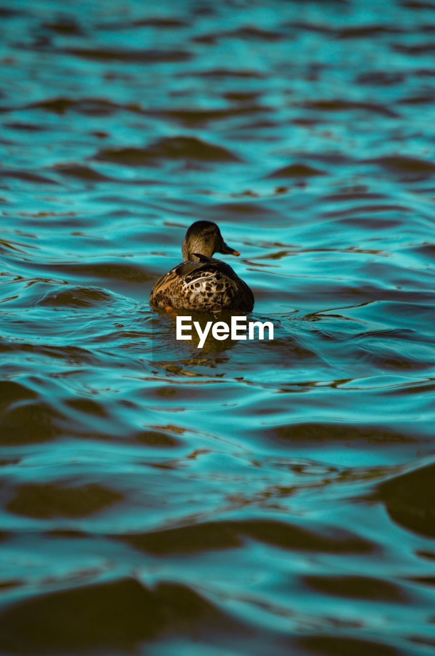 CLOSE-UP OF BIRD SWIMMING IN WATER