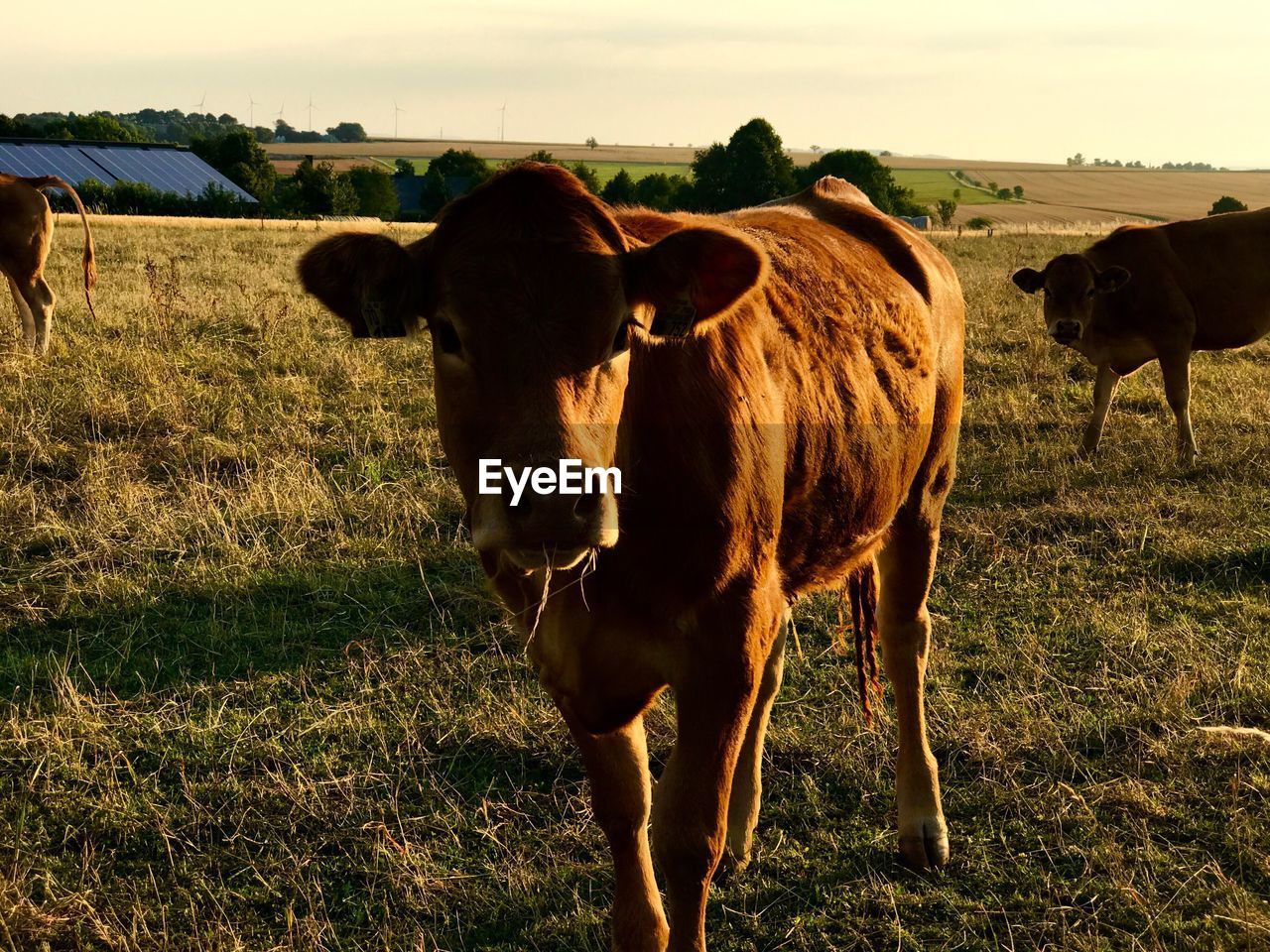 COW STANDING ON FIELD AGAINST SKY