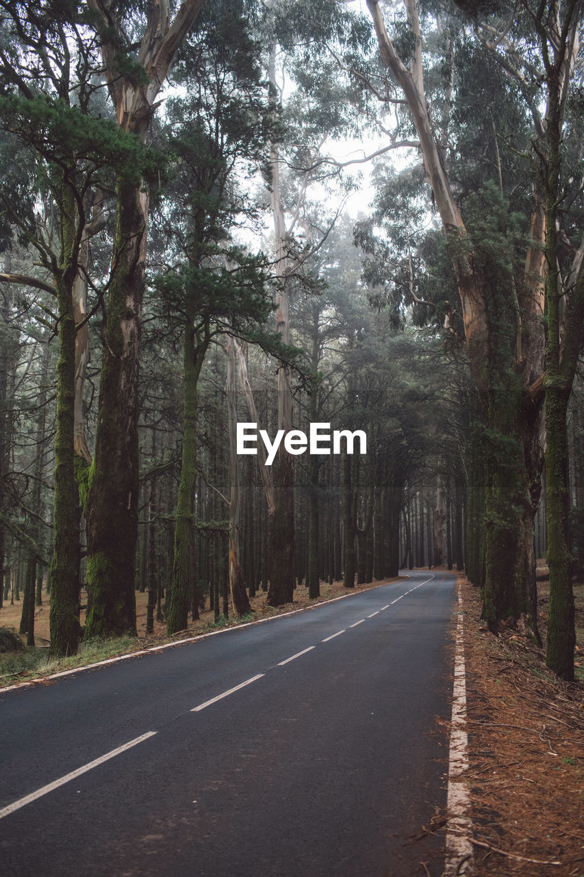 Road amidst trees in forest