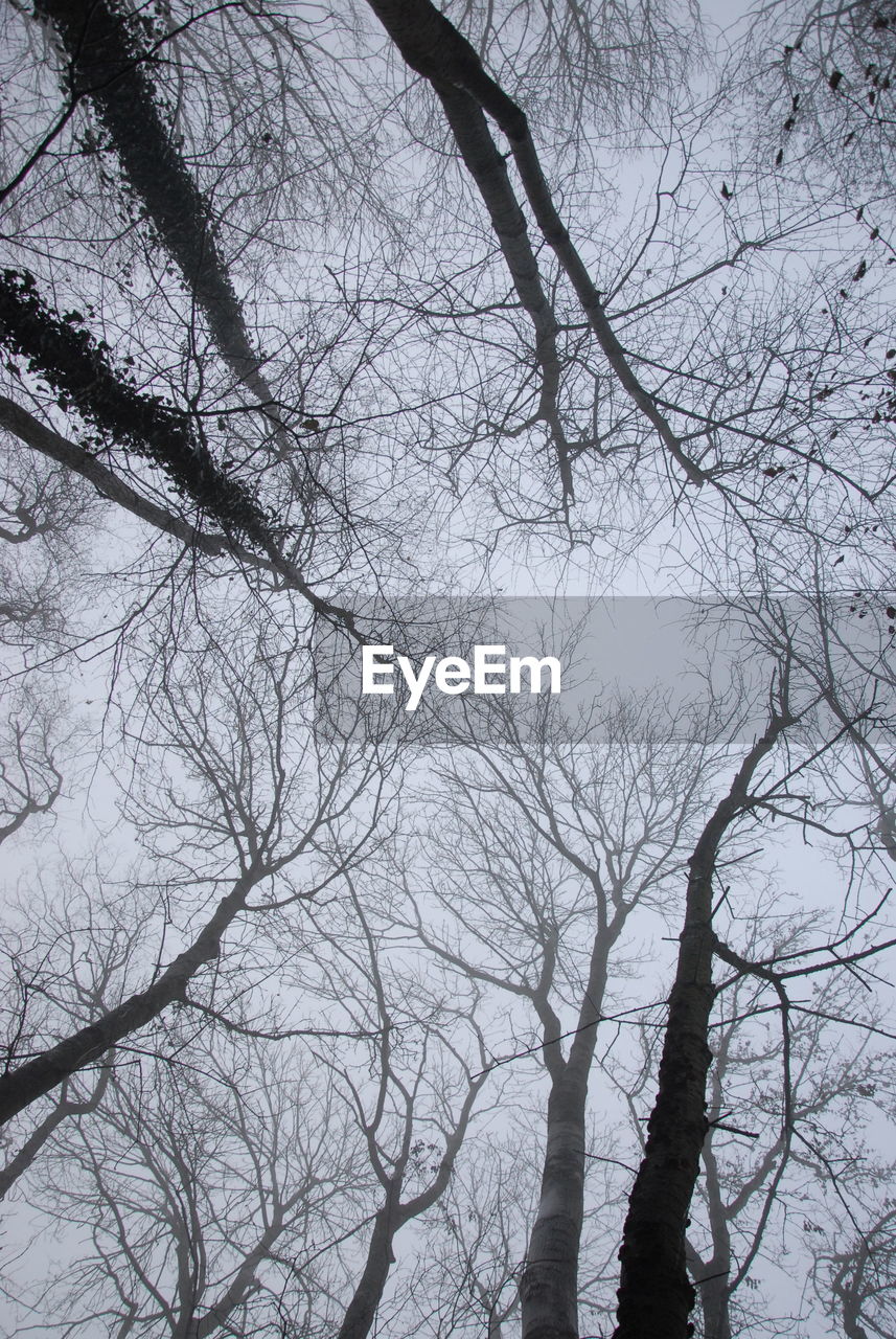 LOW ANGLE VIEW OF BIRD ON BARE TREE