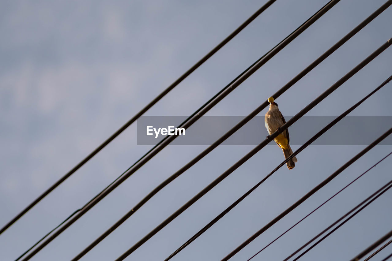 Low angle view of bird perching on cable against sky