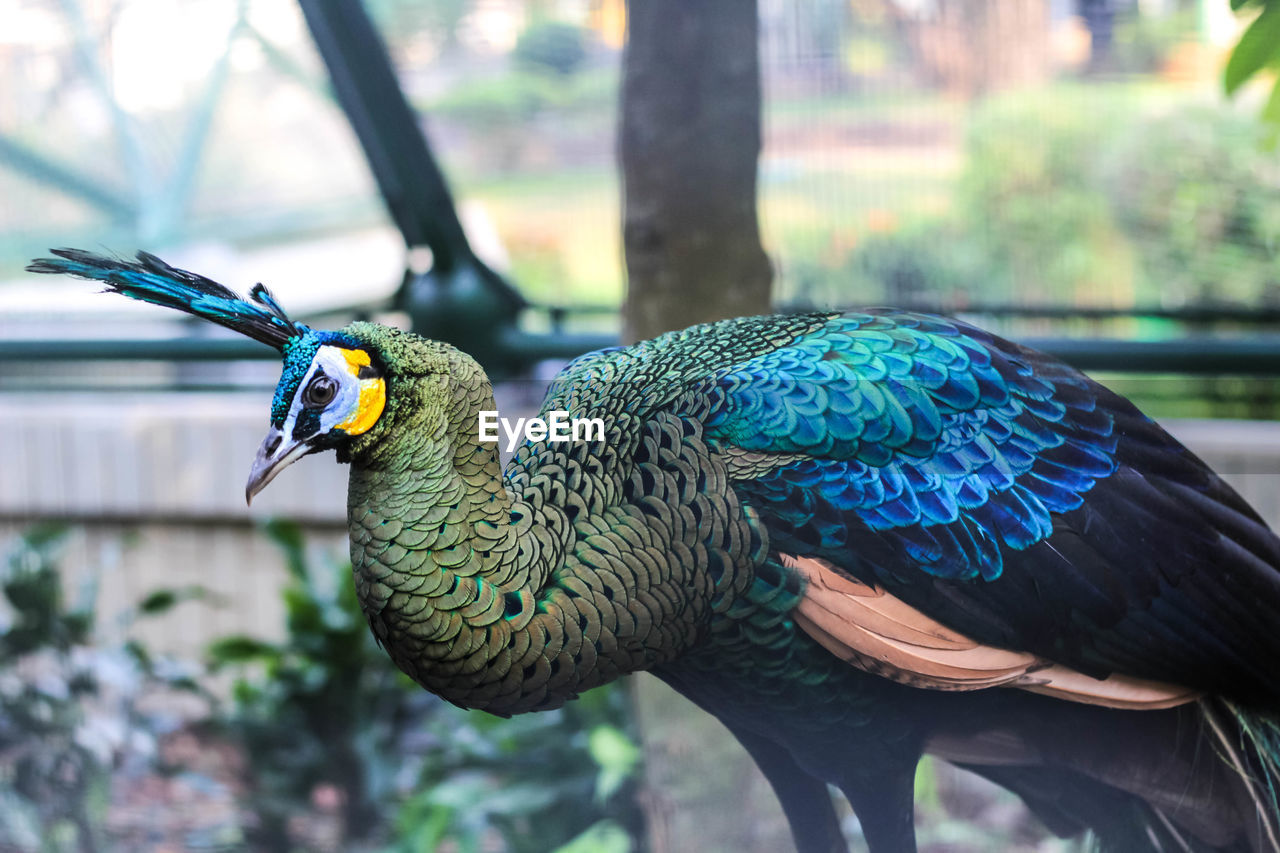 CLOSE-UP OF PEACOCK PERCHING