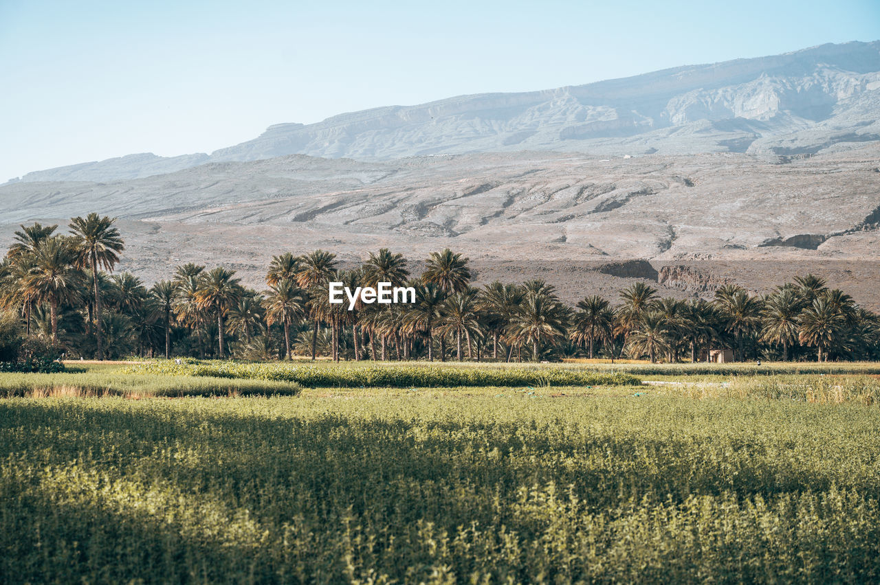 Scenic view of agricultural field against mountain