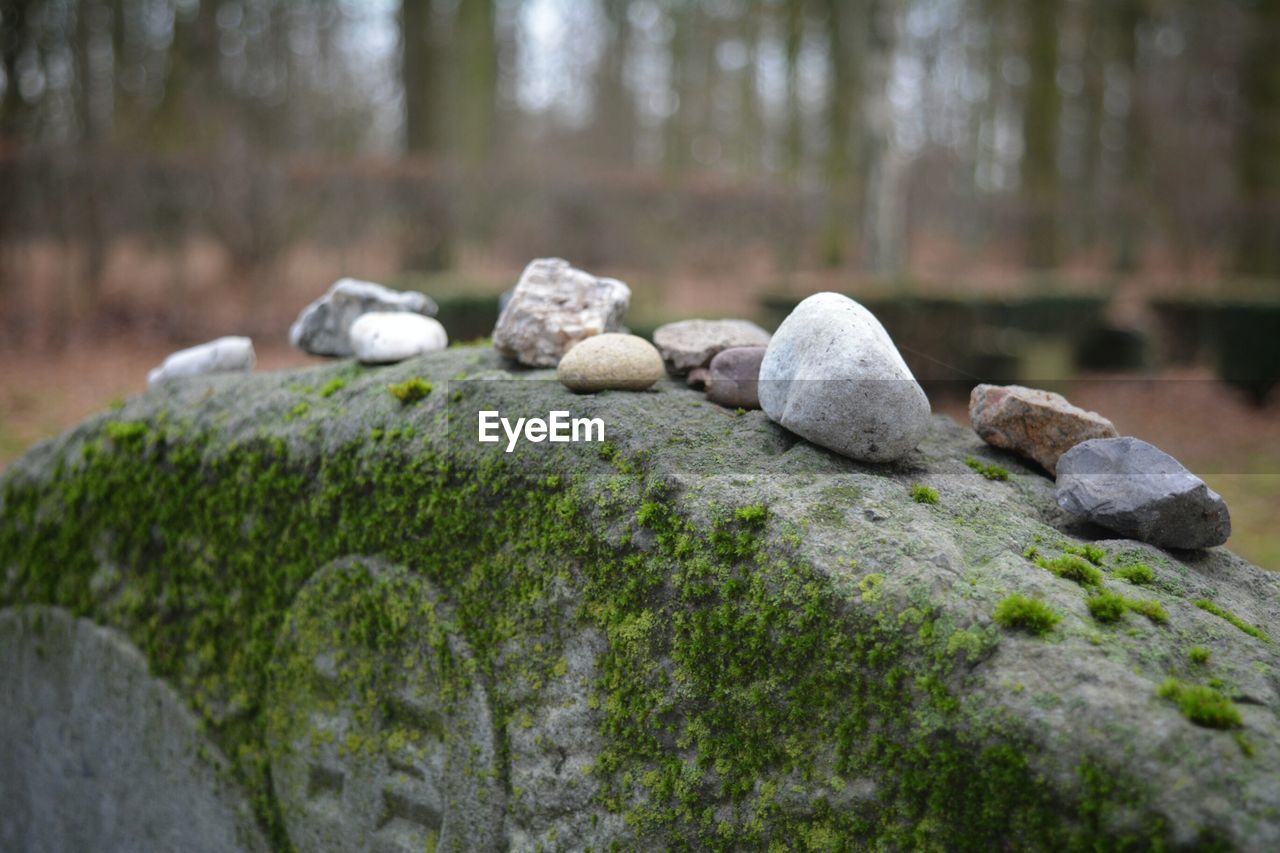 CLOSE-UP OF ROCKS ON TREE