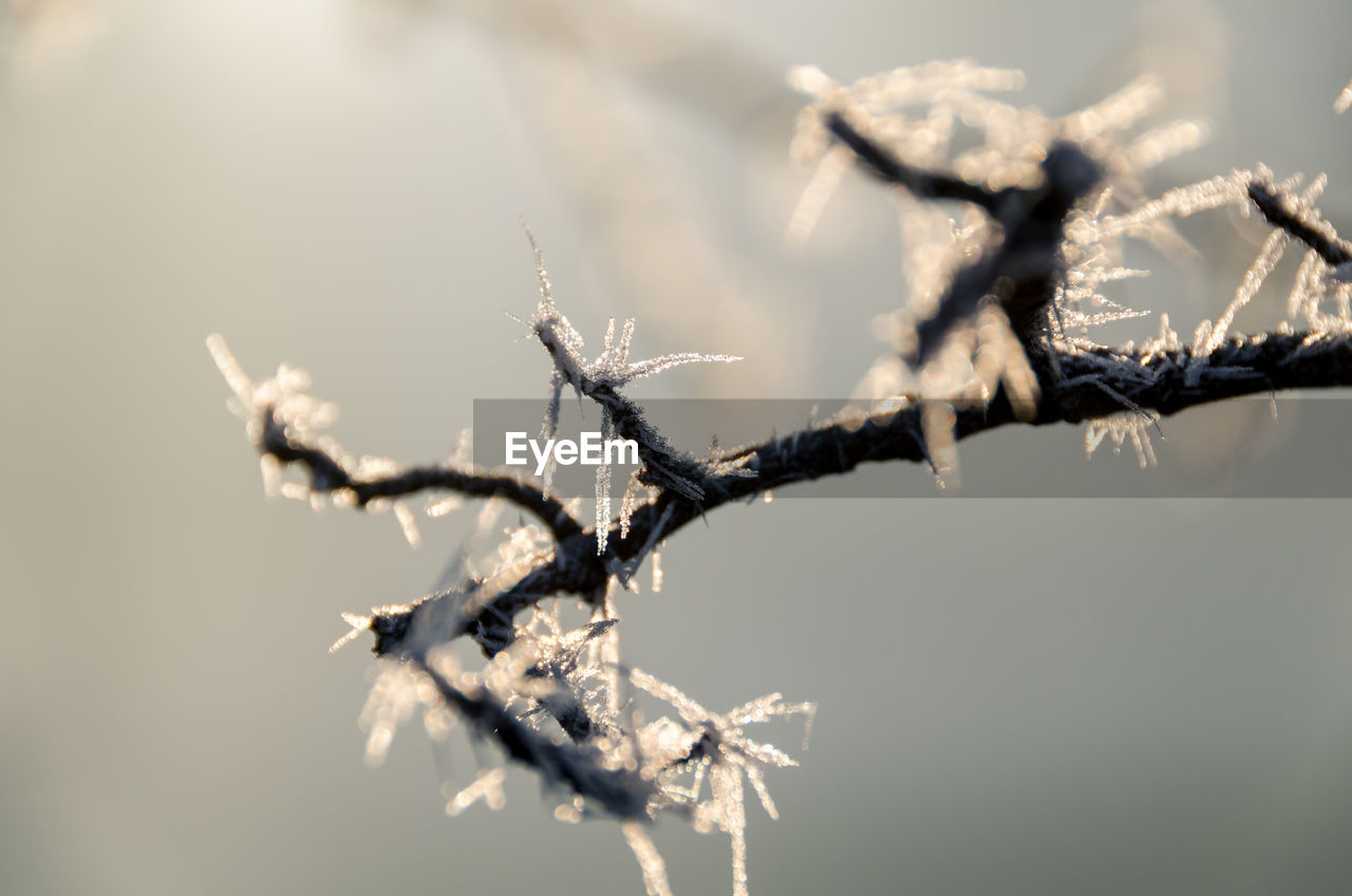 CLOSE-UP OF FROZEN BARE TREE
