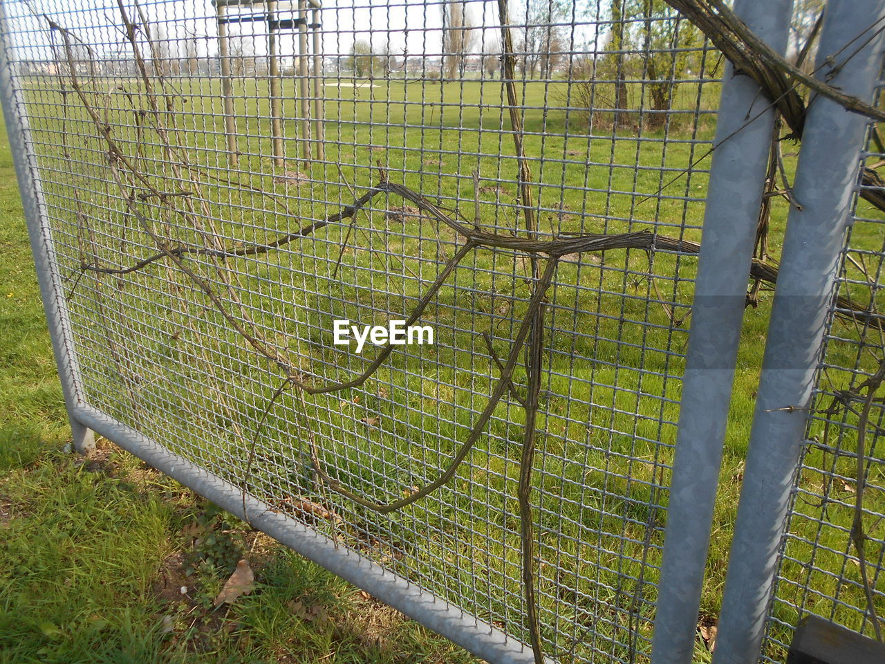 CLOSE-UP OF FENCE AGAINST TREE