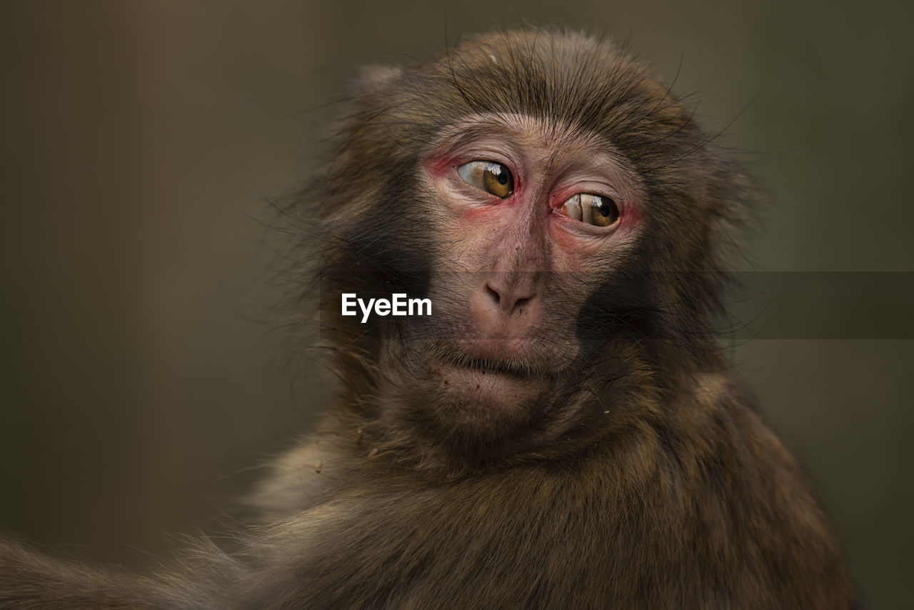 Close-up of japanese macaque looking away