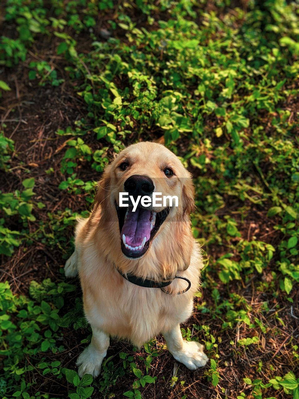 Portrait of dog sticking out tongue on field