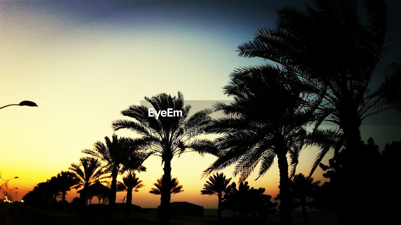 SILHOUETTE TREES AGAINST SKY AT SUNSET