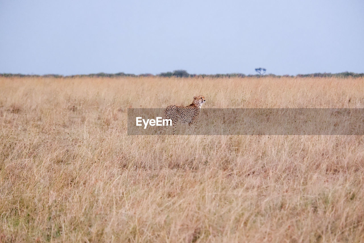 Cheetah stands in the grass in the maasai mara, kenya