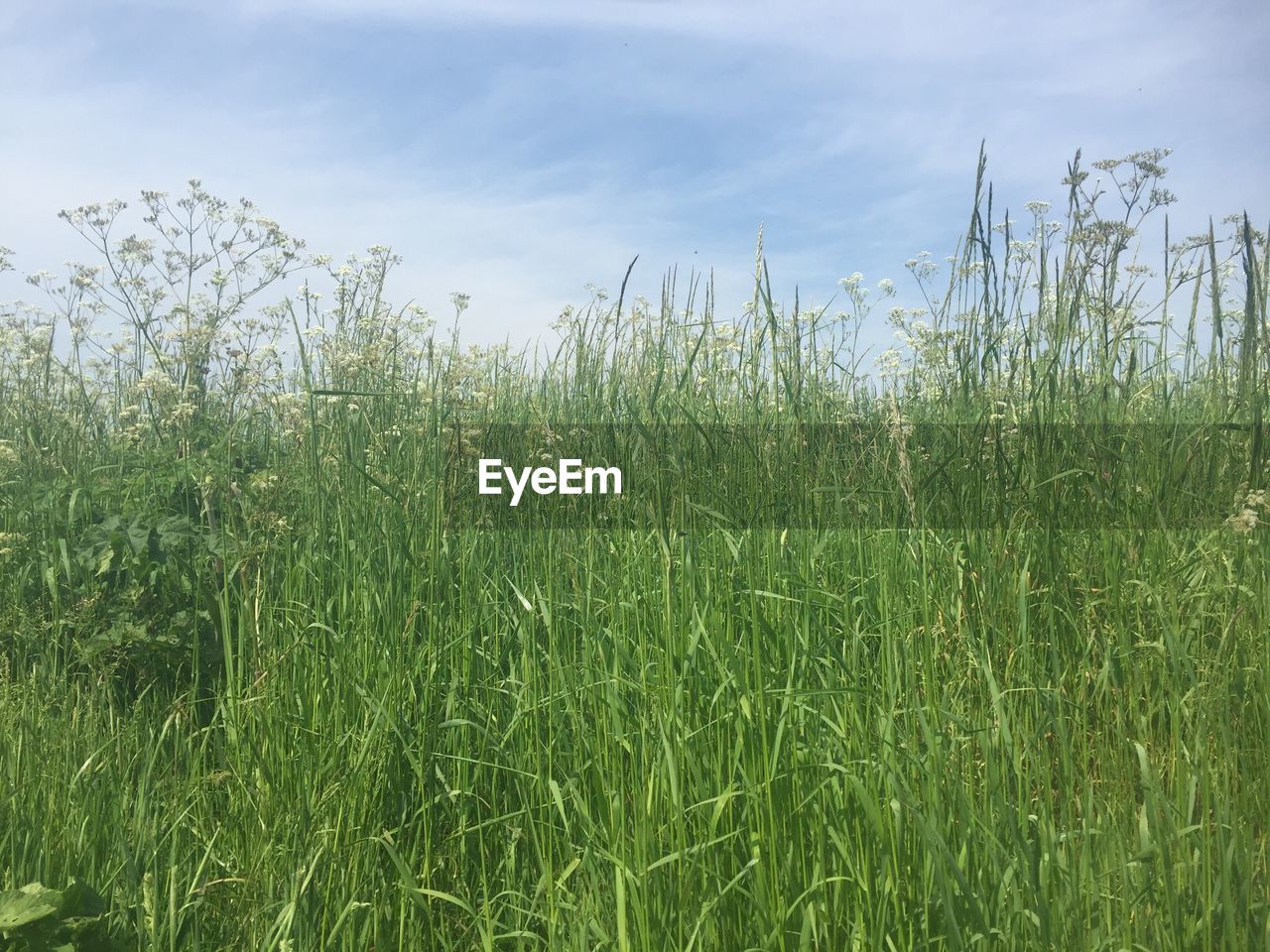 Wheat growing on field against sky