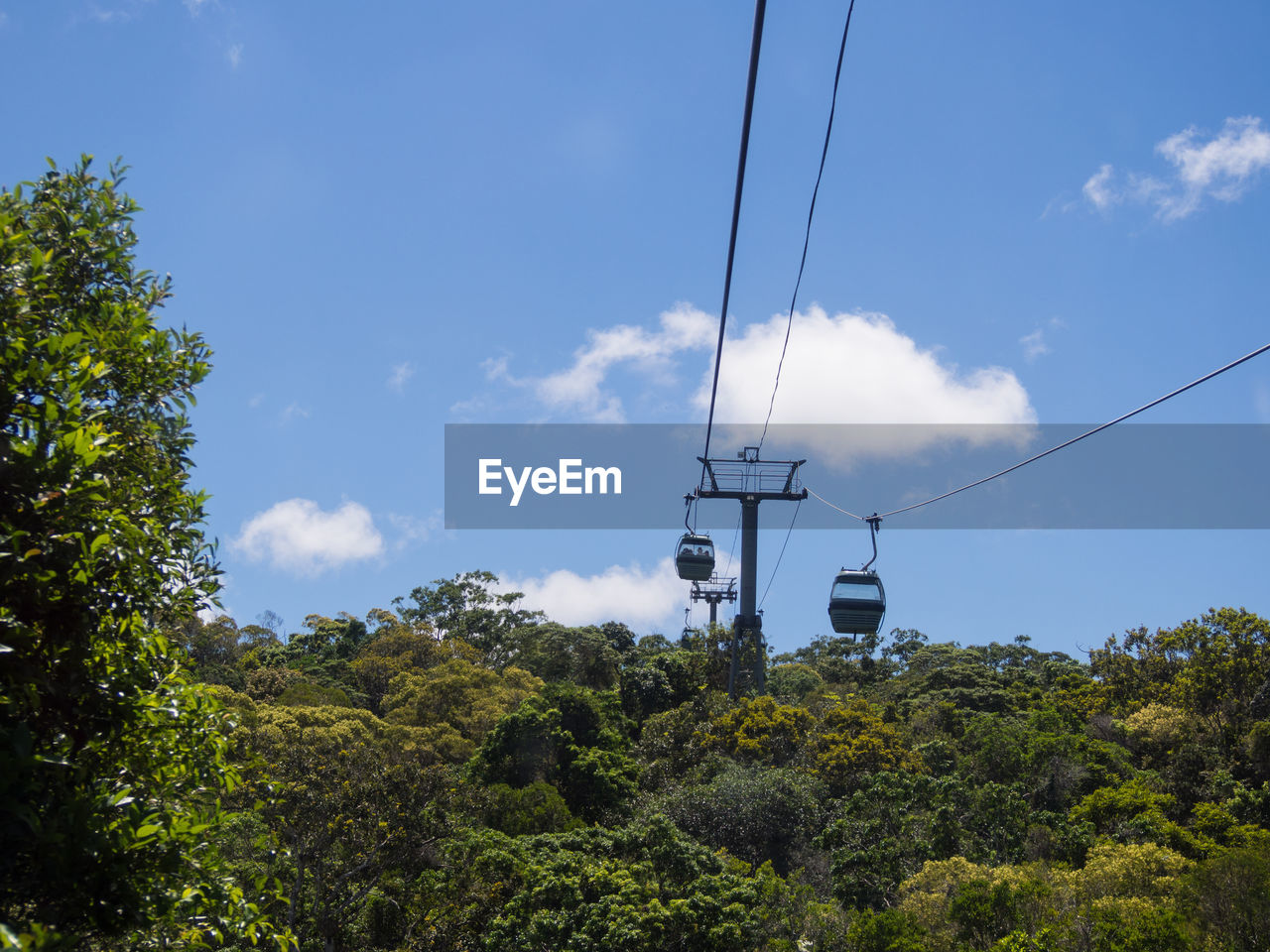 Overhead cable cars below lush foliage