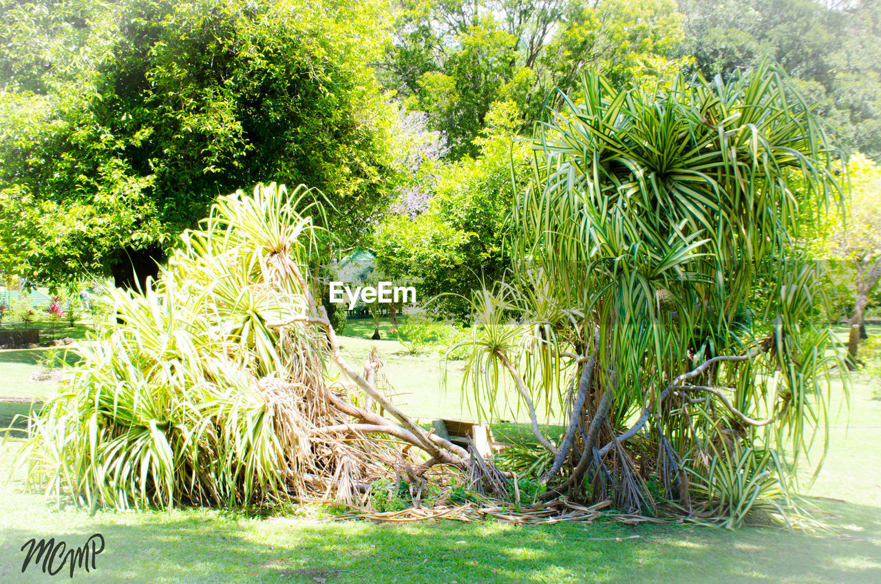 TREES AND PLANTS GROWING OUTDOORS