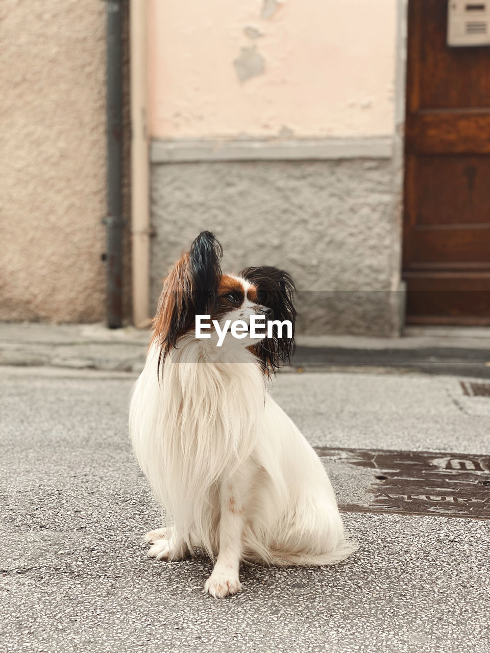 Dog looking away while sitting on footpath