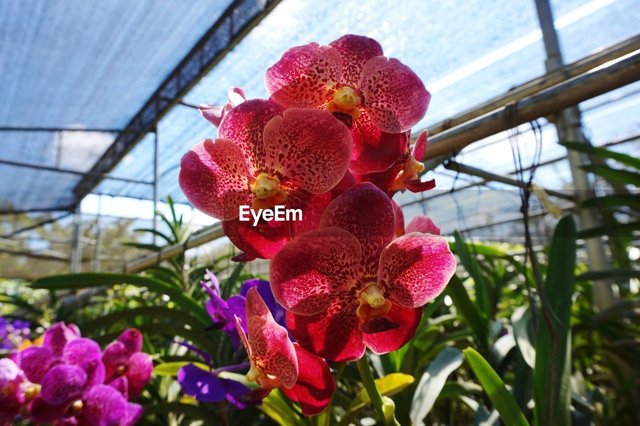 Close-up of red orchid flowers against sky