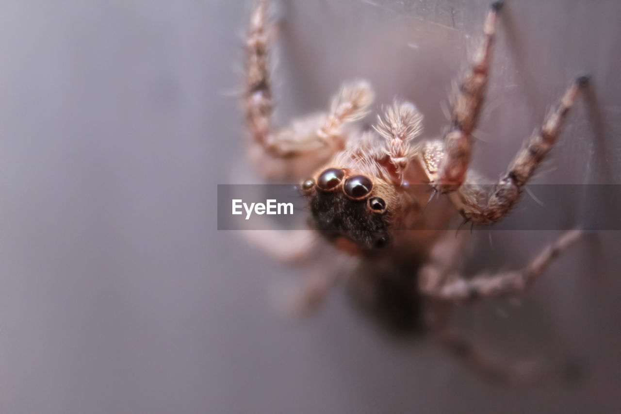 EXTREME CLOSE-UP OF SPIDER