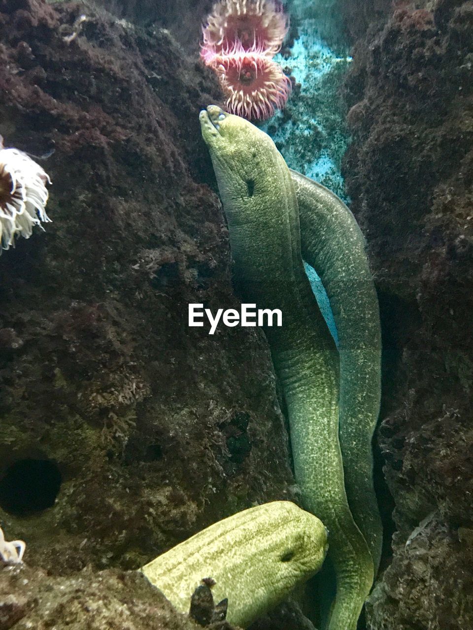 CLOSE-UP OF FISH UNDERWATER