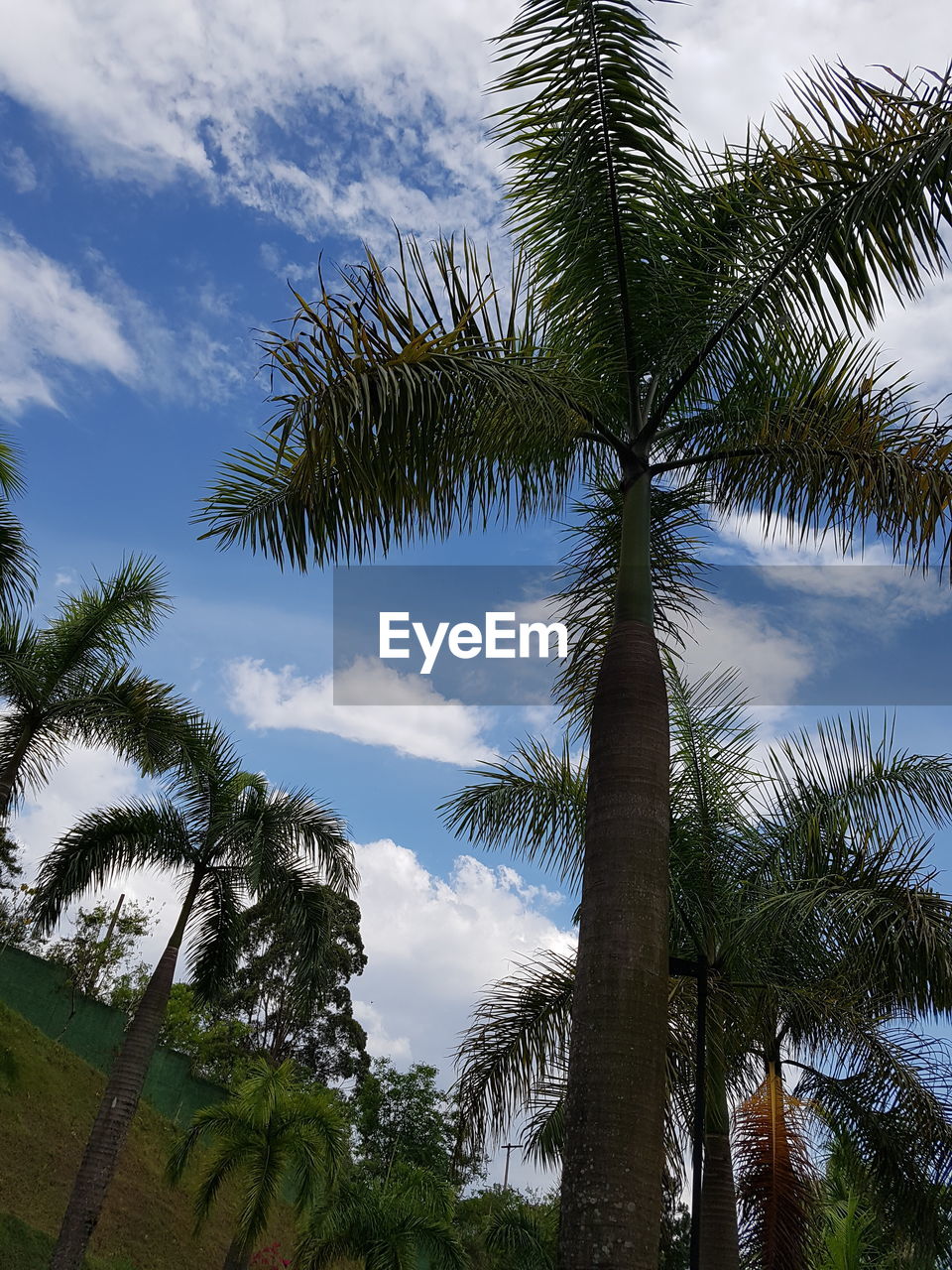 LOW ANGLE VIEW OF PALM TREE AGAINST SKY