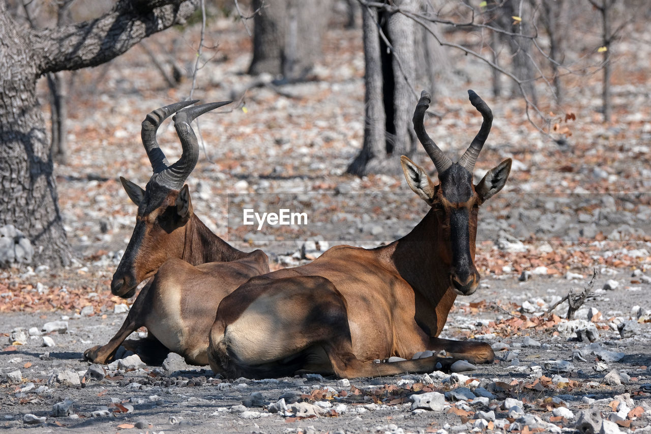 Red hartebeest in etosha national park, namibia