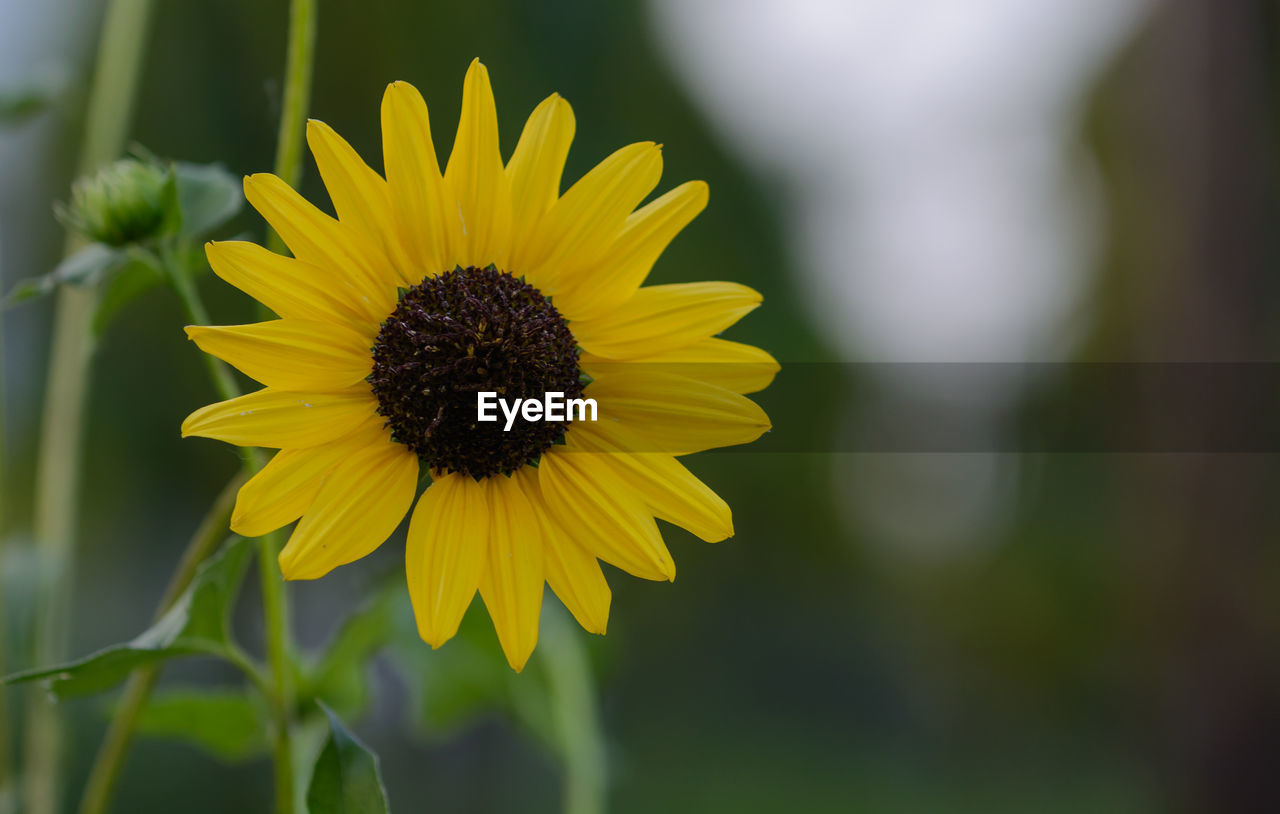 flower, flowering plant, plant, freshness, yellow, beauty in nature, flower head, growth, sunflower, inflorescence, petal, nature, fragility, close-up, macro photography, field, focus on foreground, landscape, no people, pollen, rural scene, plant stem, summer, botany, outdoors, springtime, land, blossom, sky, green, selective focus, day, environment, sunlight, agriculture, plant part, tranquility, vibrant color, leaf, wildflower