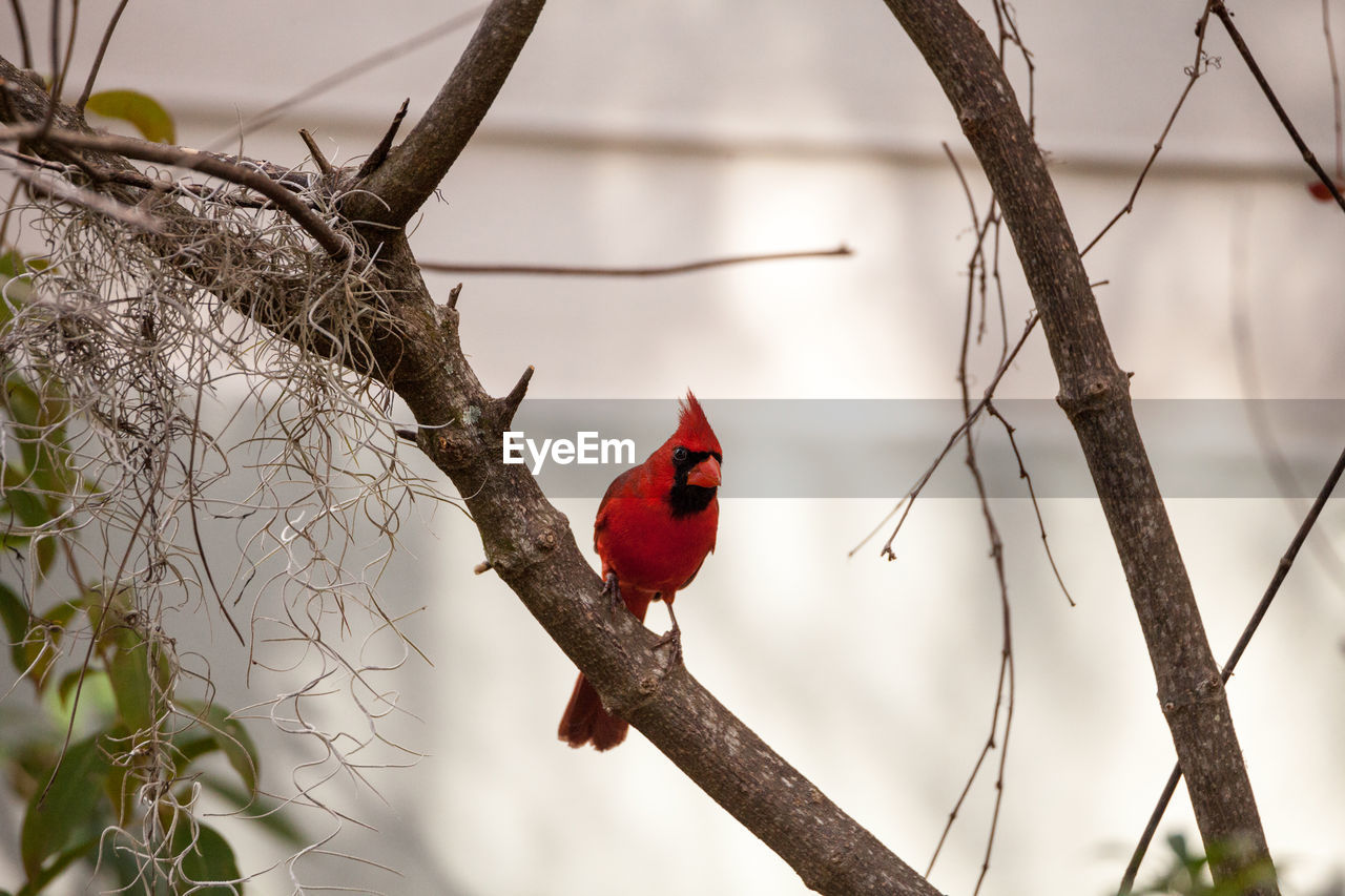 Male red northern cardinal bird cardinalis cardinalis perches on a tree in naples, florida