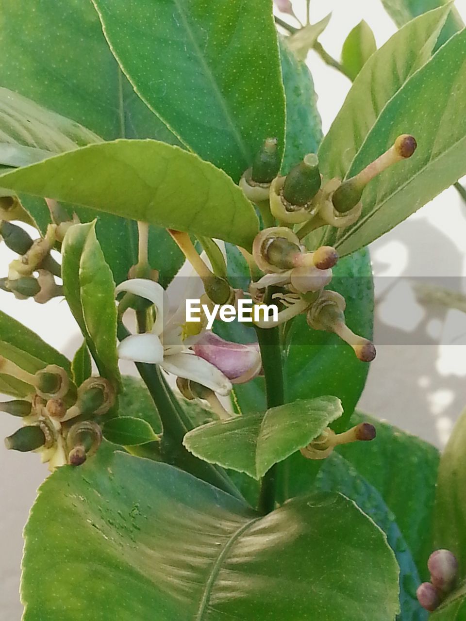 CLOSE-UP OF PLANTS